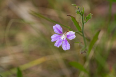 Scaevola ramosissima