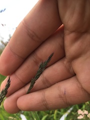 Festuca brunnescens