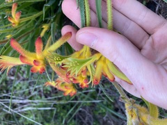 Anigozanthos humilis