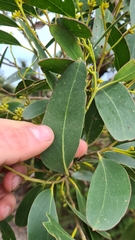 Eucalyptus baxteri