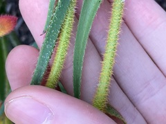 Anigozanthos humilis