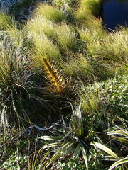 Aciphylla colensoi