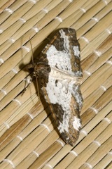 Melanthia procellata