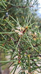Hakea decurrens