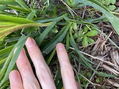 Anigozanthos humilis