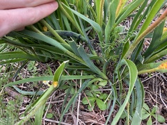 Anigozanthos humilis