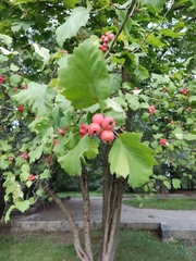 Crataegus laevigata