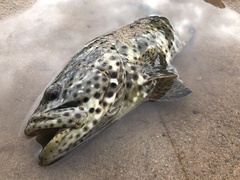 Epinephelus malabaricus