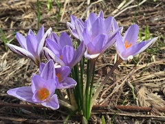 Crocus reticulatus