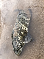 Epinephelus malabaricus