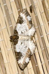 Melanthia procellata