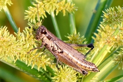 Paroxya