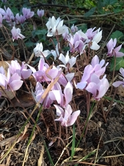 Cyclamen hederifolium