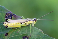 Paroxya