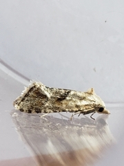 Cochylimorpha straminea