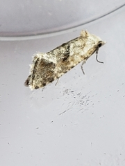 Cochylimorpha straminea