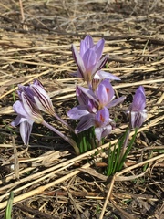 Crocus reticulatus