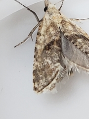 Cochylimorpha straminea
