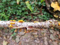 Favolaschia claudopus