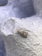 Eudonia mercurella