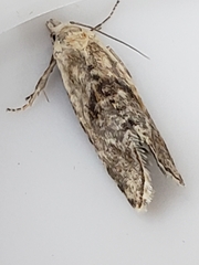 Cochylimorpha straminea