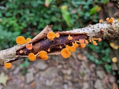 Favolaschia claudopus