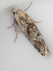 Cochylimorpha straminea