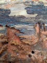 Ips sexdentatus