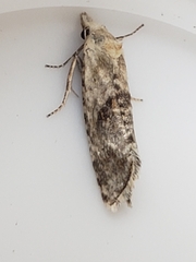 Cochylimorpha straminea