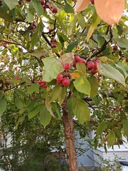 Malus baccata