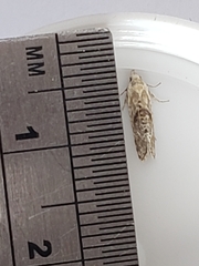 Cochylimorpha straminea
