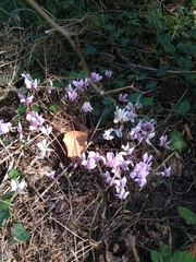 Cyclamen hederifolium