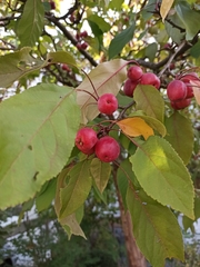 Malus baccata