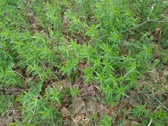 Galium boreale