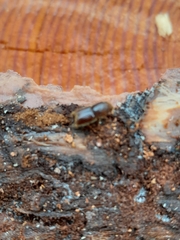 Ips sexdentatus