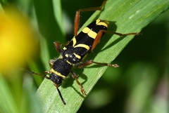 Clytus arietis