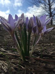 Crocus reticulatus
