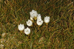 Gentianella bellidifolia