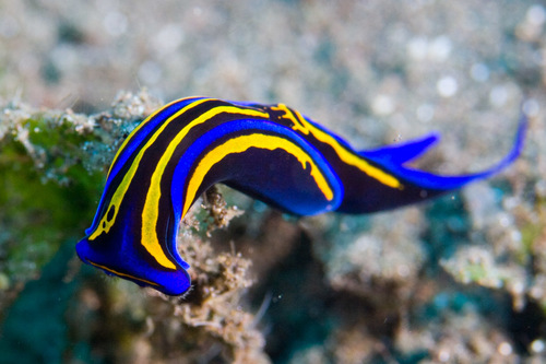 Swallowtail Headshield Slug