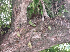 Parmentiera aculeata