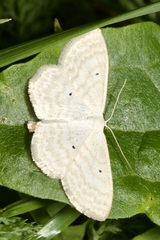 Scopula immutata