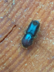 Ips sexdentatus