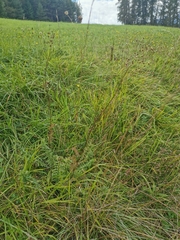 Filipendula vulgaris