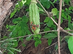 Parmentiera aculeata