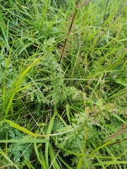 Filipendula vulgaris