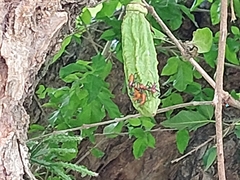 Parmentiera aculeata