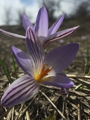 Crocus reticulatus