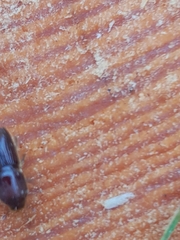 Ips sexdentatus