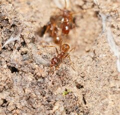 Aphaenogaster longiceps