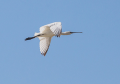 Platalea leucorodia